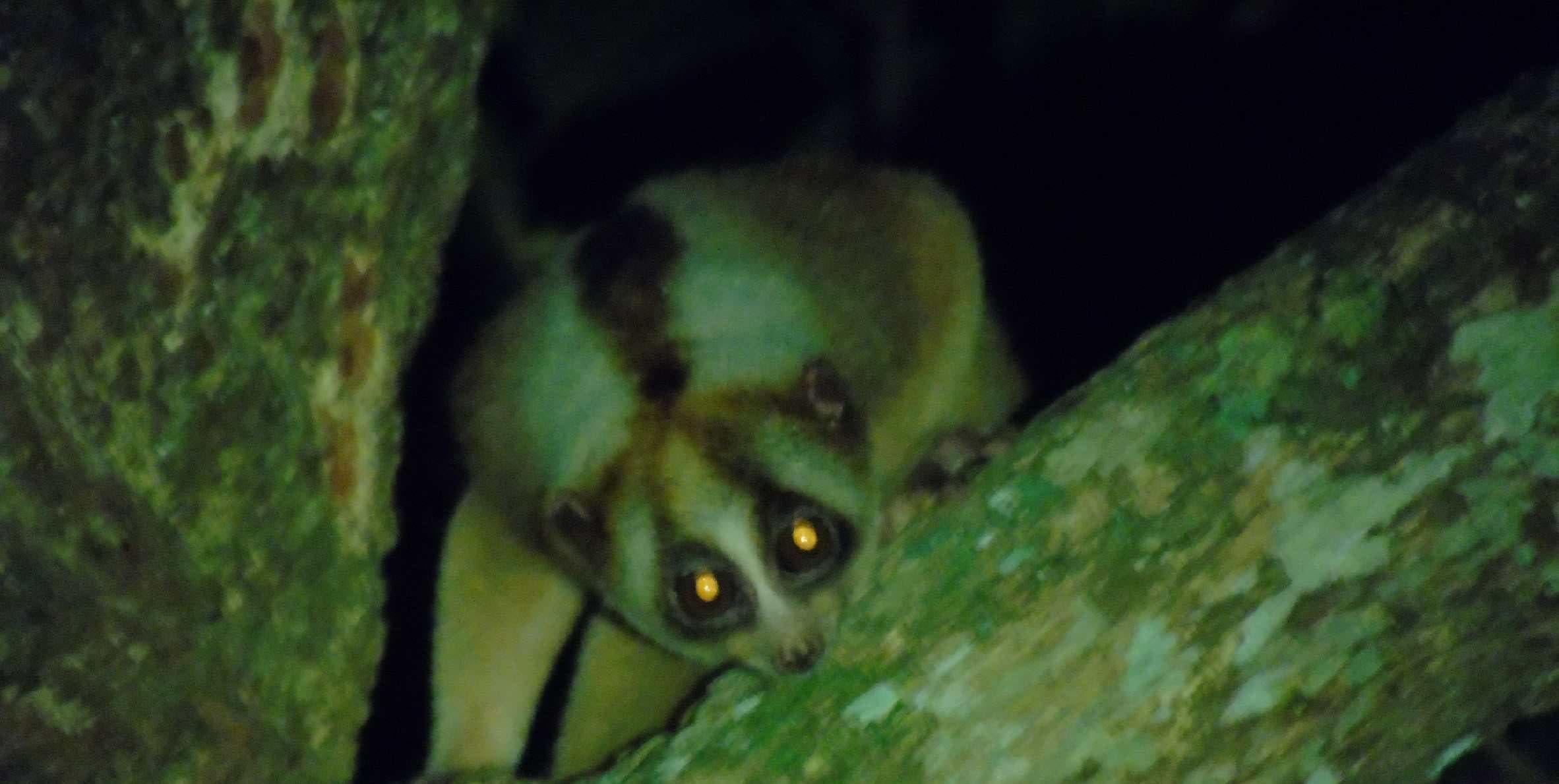 Cover Image for Cari Tahu Bareng: Seberapa “Fleksibel” Kukang Jawa?