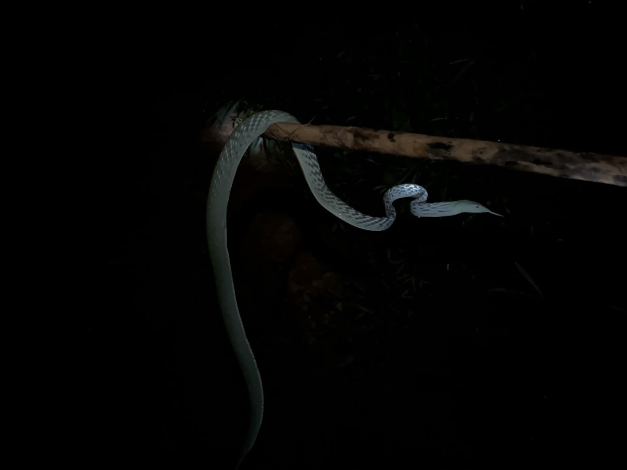 Cover Image for Seberapa Bahaya Bisa dari Ular Pucuk bagi Manusia?