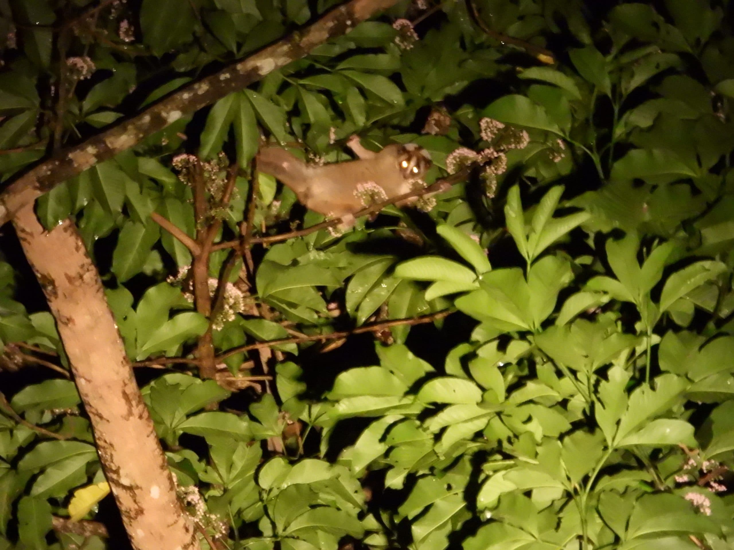 Cover Image for Kukang Jawa: Menghadapi Keterbatasan Pengetahuan dan Sumber Pakan