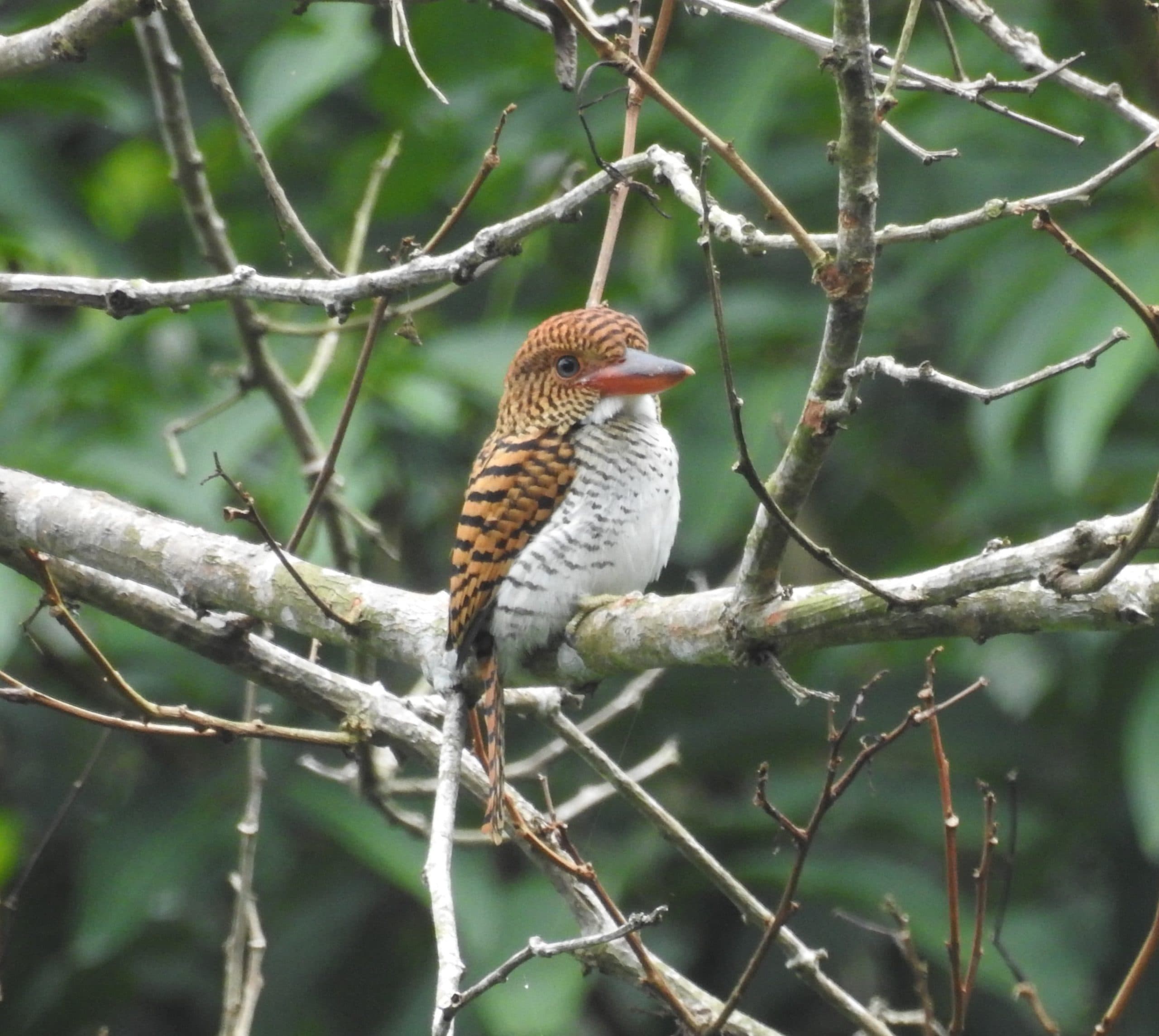 Cover Image for Lubang Kingfisher: Fakta Unik dibalik Sarangnya